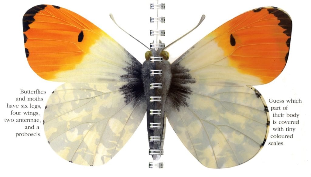 My First Discoveries Butterfly